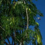 Albízia ružová (Albizia Julibrissin) - výška 300-350 cm, obvod kmeňa 16/18 cm, kont. C110L